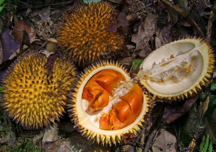 Kirsam dan Durian