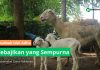 Kebajikan yang Sempurna Khutbah Idul Adha
