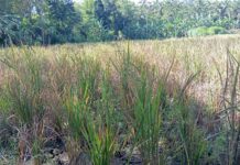 Kisah Pilu Petani Desa Panusupan: Dihantam La Nina dan El Nino, Tiga Kali Beruntun Gagal Panen Kisah Pilu Petani Desa Panusupan: Dihantam La Nina dan El Nino, Tiga Kali Beruntun Gagal Panen