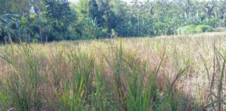 Kisah Pilu Petani Desa Panusupan: Dihantam La Nina dan El Nino, Tiga Kali Beruntun Gagal Panen