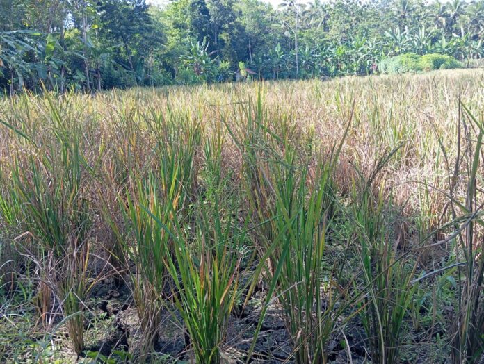 Kisah Pilu Petani Desa Panusupan: Dihantam La Nina dan El Nino, Tiga Kali Beruntun Gagal Panen