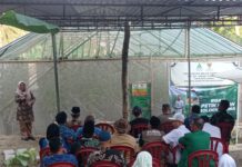 Baznas Banyumas dan Ansor Panen Melon Golden Aroma di Purwojati Baznas Banyumas dan GP Ansor Panen Melon Golden Aroma di Purwojati