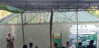 Baznas Banyumas dan GP Ansor Panen Melon Golden Aroma di Purwojati
