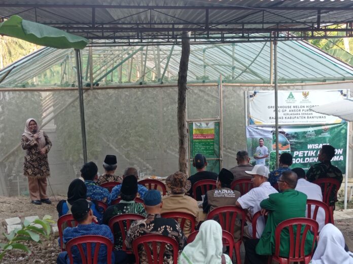 IMG_20260917_160954 Baznas Banyumas dan GP Ansor Panen Melon Golden Aroma di Purwojati